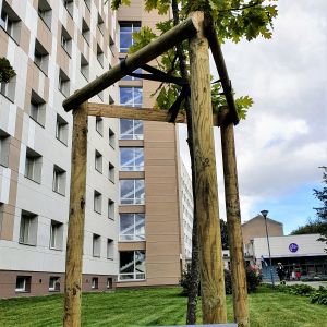 Pie Dzemdību nama iestādīts Laimes koks sarkanlapu ozoliņš